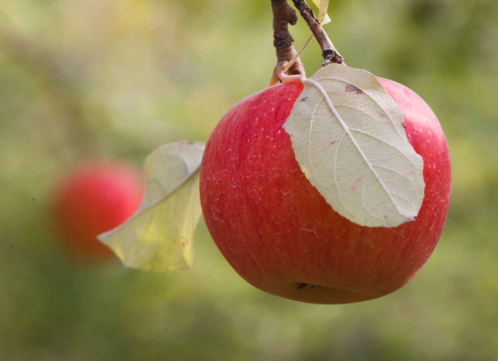 Council Bluffs vineyard and orchard open for season